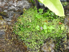 Pellia neesiana