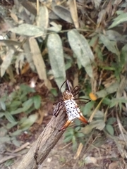 Micrathena macfarlanei