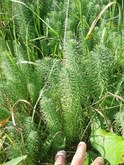 Euphorbia cyparissias