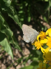 Satyrium semiluna