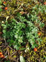 Potentilla argentea