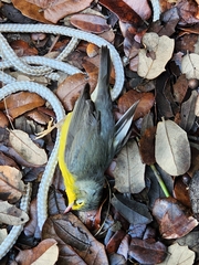 Cardellina canadensis