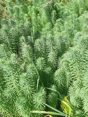 Euphorbia cyparissias