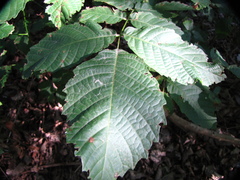 Aceria erinea