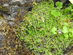 Pellia neesiana