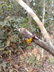 Micrathena fissispina