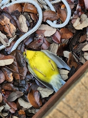 Cardellina canadensis