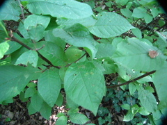 Prunus padus