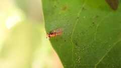 Thaumatomyia