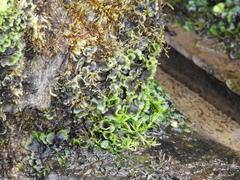 Pellia neesiana