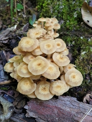 Desarmillaria