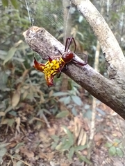 Micrathena fissispina