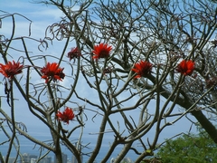 Erythrina