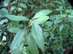 Ligustrum vulgare