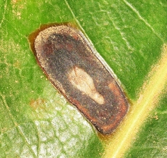 Phyllosticta