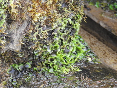 Pellia neesiana