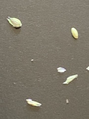 Panicum philadelphicum