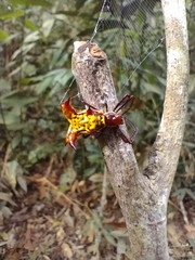 Micrathena fissispina