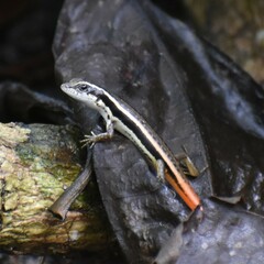 Sphenomorphus dussumieri