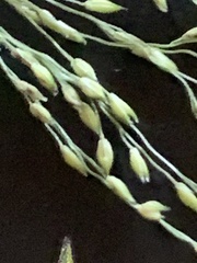 Panicum philadelphicum