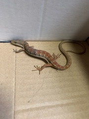 Elgaria multicarinata