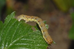 Erannis defoliaria