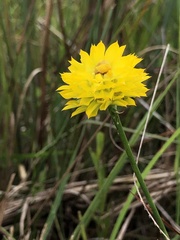 Polygala rugelii