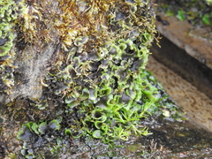 Pellia neesiana