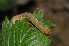 Erannis defoliaria