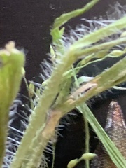 Panicum philadelphicum