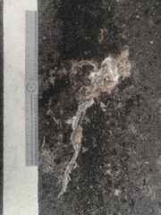 Thamnophis cyrtopsis