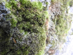 Dicranella heteromalla