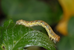 Erannis defoliaria