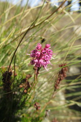 Erica spiculifolia