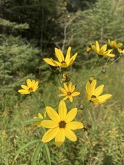 Coreopsis tripteris