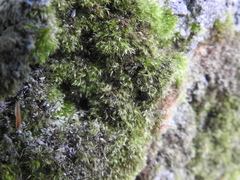 Dicranella heteromalla