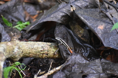 Sphenomorphus dussumieri