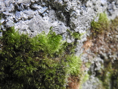 Dicranella heteromalla