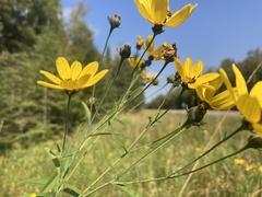Coreopsis tripteris