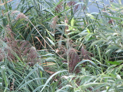 Acrocephalus arundinaceus