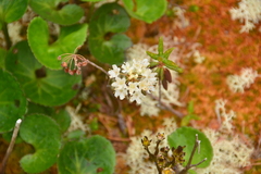 Rhododendron groenlandicum