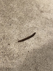 Diplopoda
