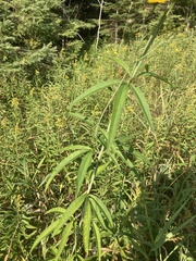 Coreopsis tripteris