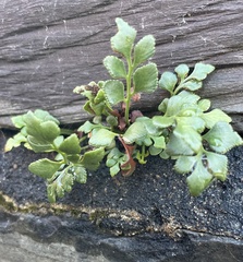 Asplenium ruta-muraria