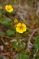 Geum calthifolium