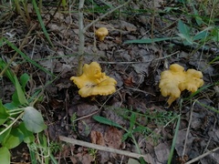 Cantharellus cibarius