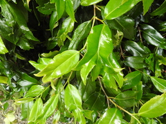 Prunus lusitanica