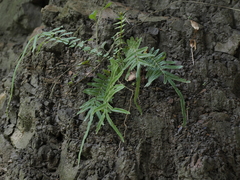 Pteris vittata