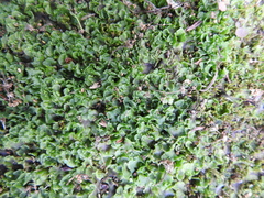 Pellia neesiana
