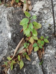 Parietaria judaica